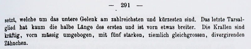 Datei:LebertBernensis2.JPG