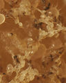 Eier von Acaridae