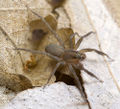 Trabea-paradoxa Sardinien-LagoBaratz 13-04 02.jpg