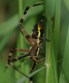 lateral