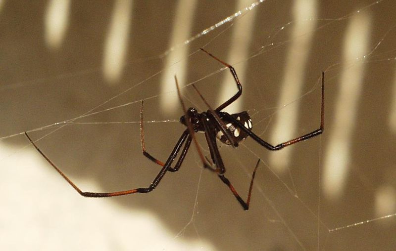Datei:Lothar Latrodectus 2.JPG