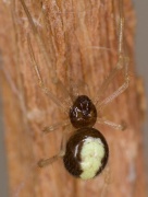 Neottiura bimaculata (nur das Jungtier) Fam. Theridiidae
