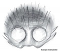 Epigyne