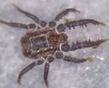 Caeculus 1.jpg