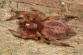 Clubiona comta Fam. Clubionidae